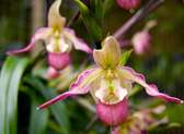 Idaho Botanical Garden