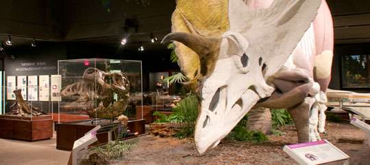 Museum of the Rockies