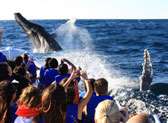 Whale Photo Safari with Cabo Adventures