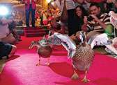 Peabody Ducks
