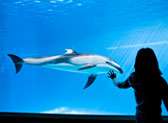 Shedd Aquarium
