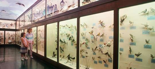 LSU Museum of Natural Science