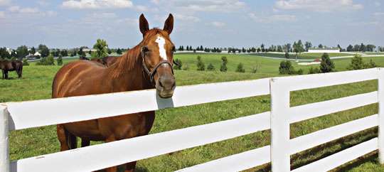 horse farm tours