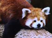 Kansas City Zoo