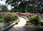 McGill Rose Garden