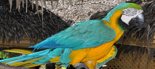 Adrasta Gardens, Zoo & Conservation Centre 