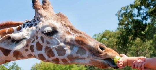 Oklahoma City Zoo