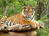 Big Cat Habitat