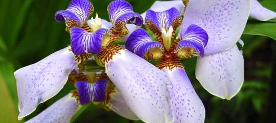 Tropical Botanical Garden