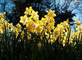 Botanical Garden of the Ozarks