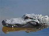 Gatorland