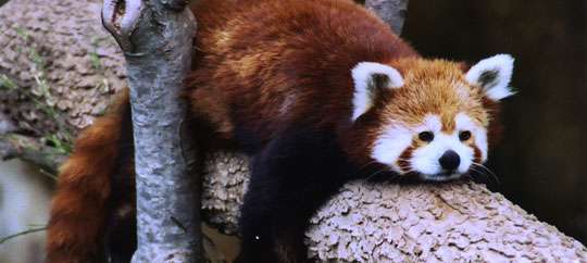 Kansas City Zoo