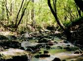 Harbison State Forest