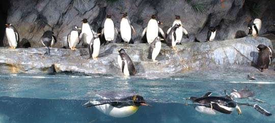 St. Louis Zoo
