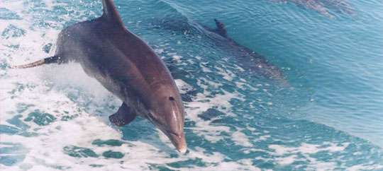 Dolphin Watch Key West