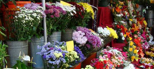 Jamaica Flower Market