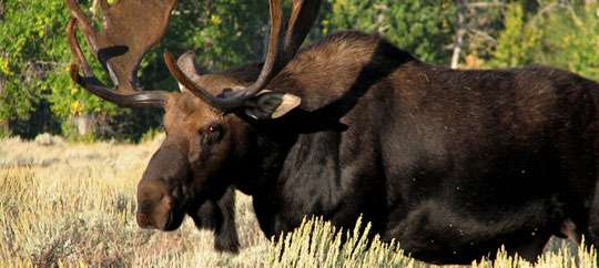moose