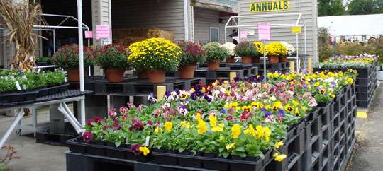 Greenville State Farmers Market