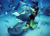 Stingray City